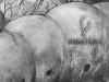 vincentfink-com-close-up3
