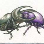 beetle-love-vfink beetle-love-vfink