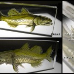 snook snook